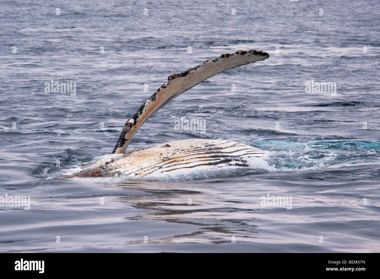 Humpback Whale, Megaptera novaeangliae, rolling on the surface in evening light, Weddell Sea, Antarctica. Stock Photo