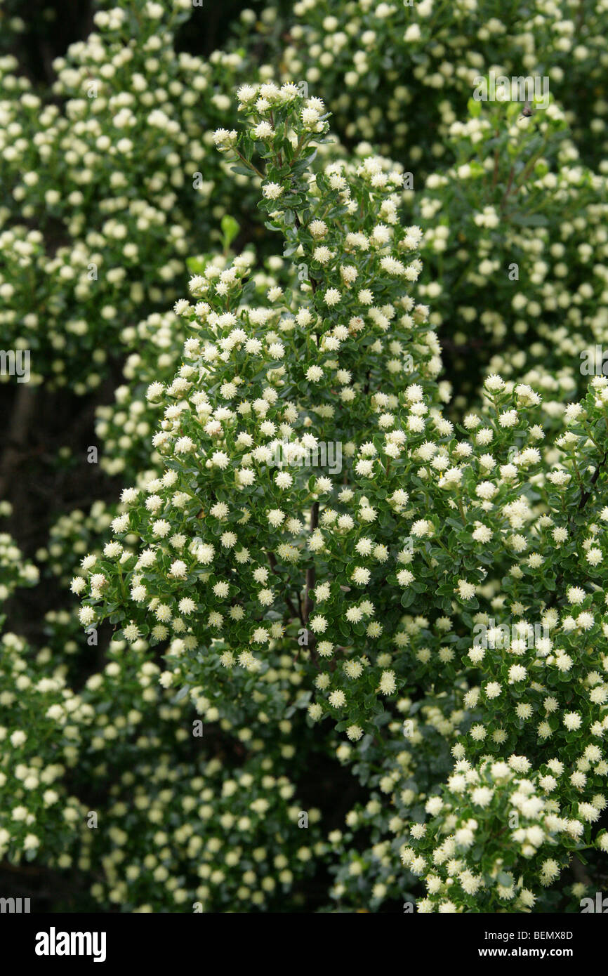 Patagonian Groundsel Tree, Baccharis patagonica, Asteraceae (Compositae) Southern Argentina, South America Stock Photo