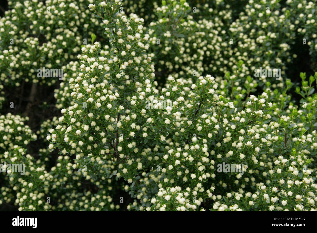 Patagonian Groundsel Tree, Baccharis patagonica, Asteraceae (Compositae) Southern Argentina, South America Stock Photo