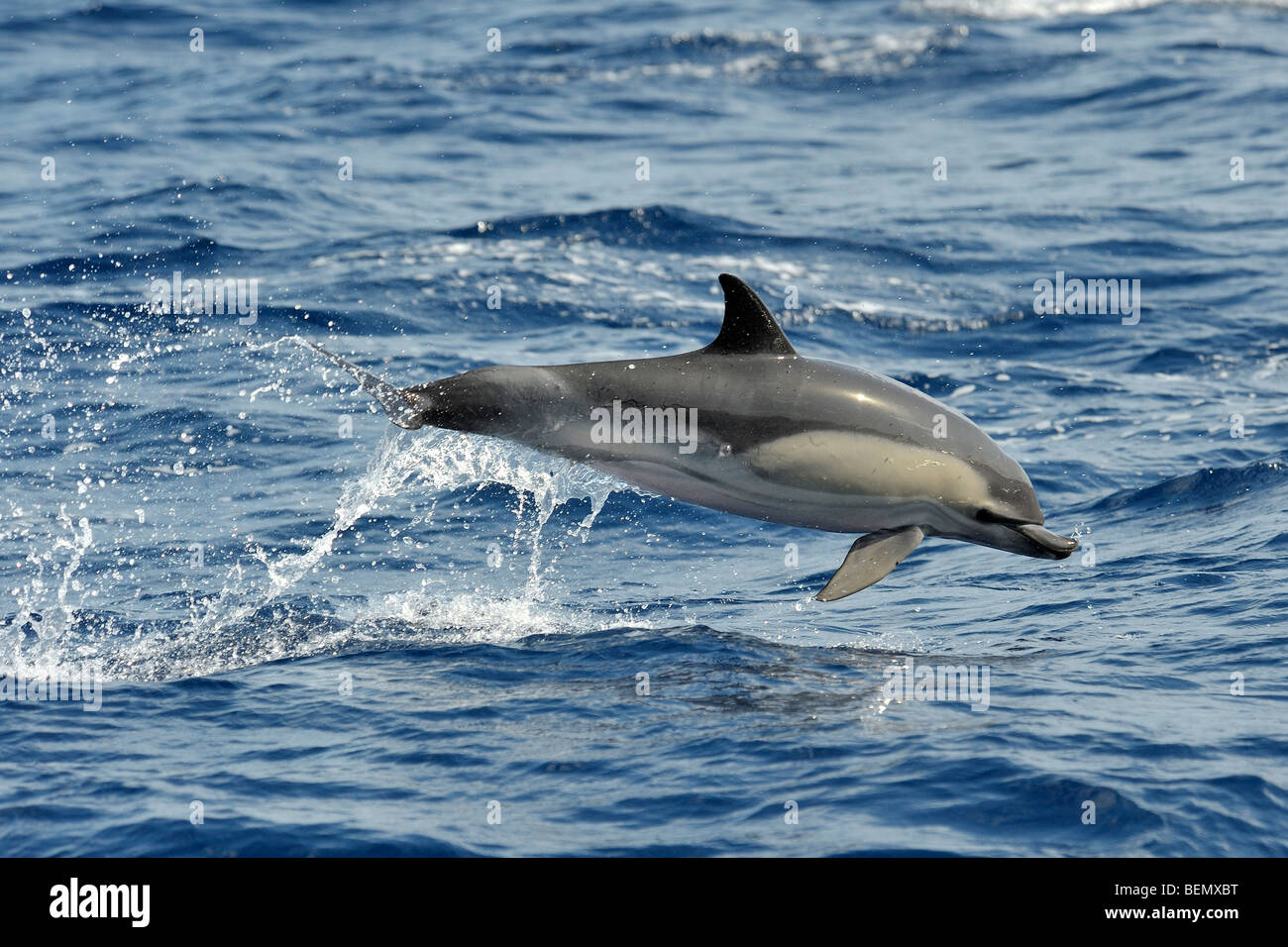 Short-beaked Common Dolphin, Delphinus delphis, with deformed upper jaw, breaching, Azores, Atlantic Ocean. Stock Photo