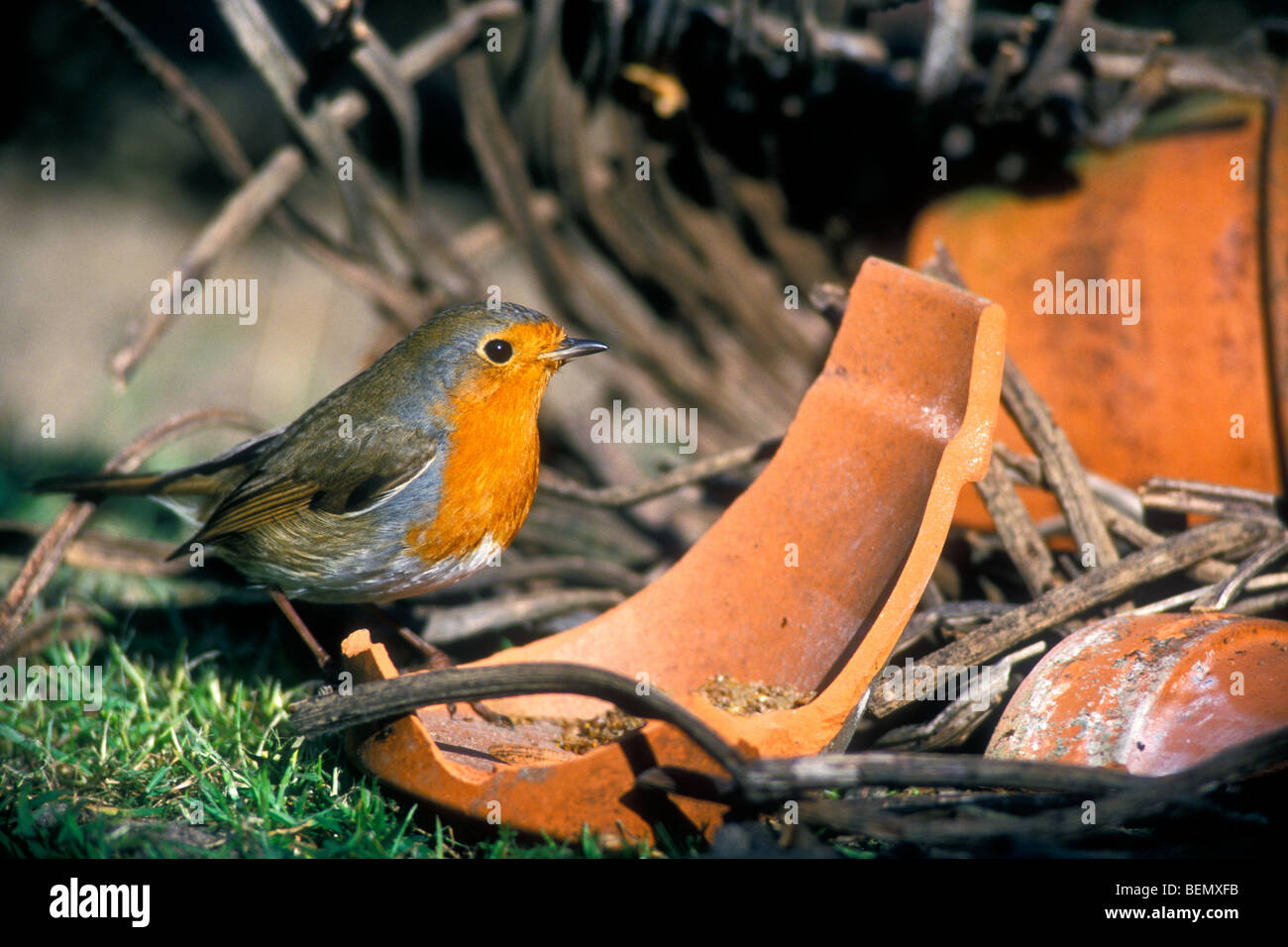 European robin (Erithacus rubecula) searching for food among potsherds of broken flowerpots in garden Stock Photo