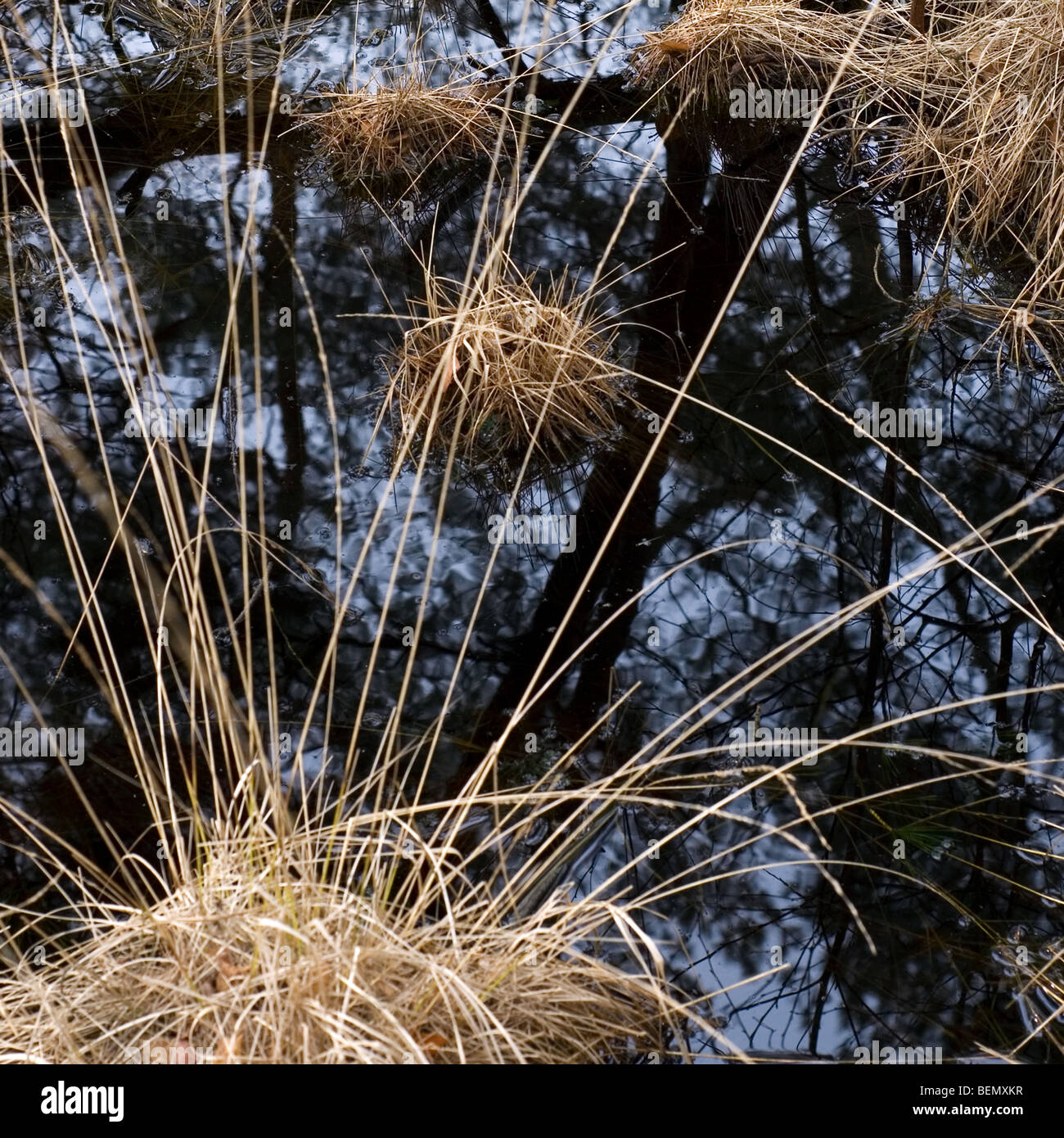 Purple moor grass (Molinia caerulea) with reflection in water, Kalmthoutse Heide, Belgium Stock Photo