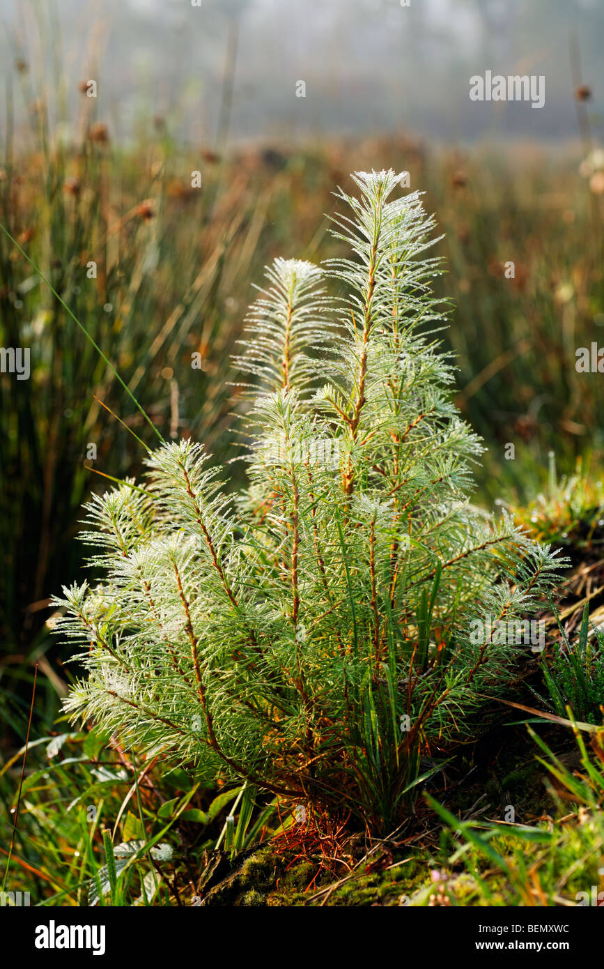 Young pine (Pinus sp.), Belgium Stock Photo