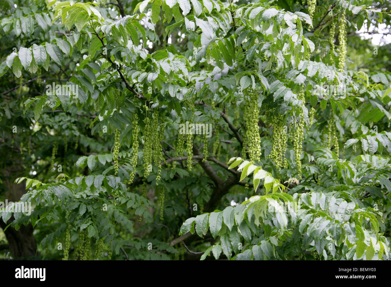 Caucasian Wingnut Tree Flowers, Pterocarya fraxinifolia, Juglandaceae Stock Photo