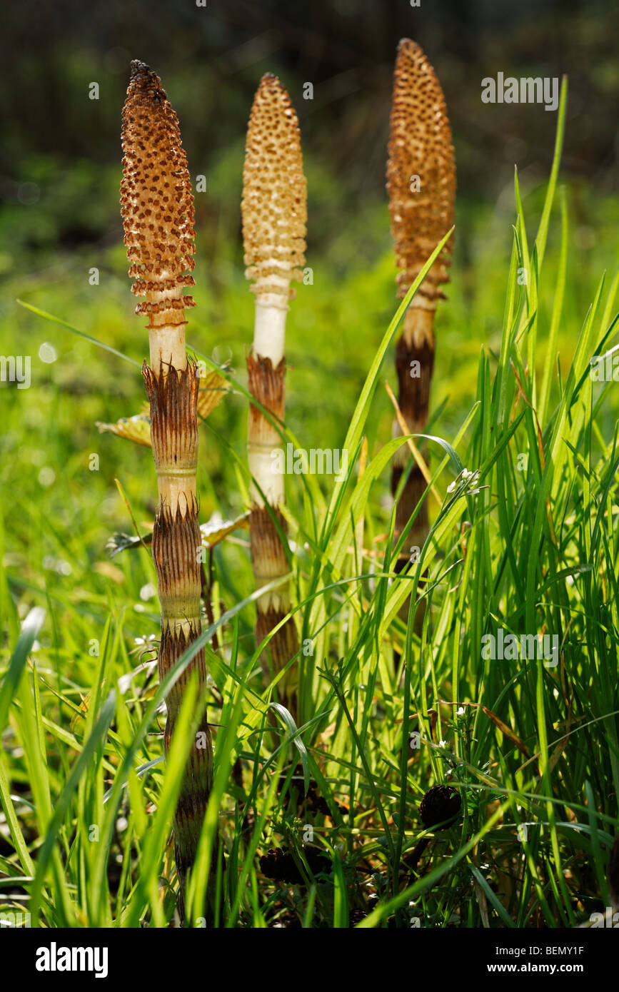 Common horsetail sporangiophore (Equisetum arvense), Belgium Stock Photo