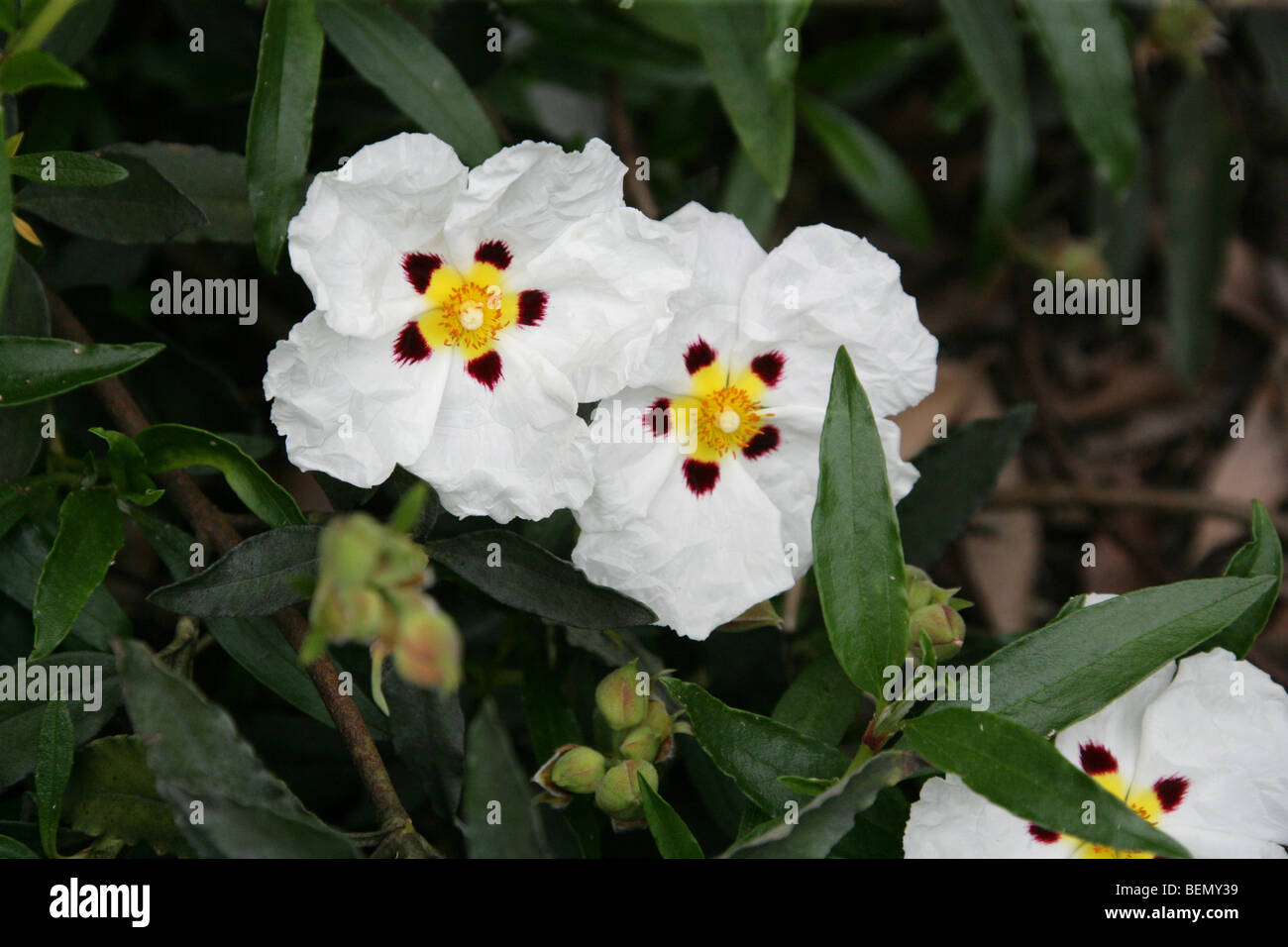 Brown-Eyed Rock Rose, Common Gum Cistus, Crimson Spot Rockrose, Labdanum or Laudanum, Cistus ladanifer, Cistaceae, South Europe Stock Photo