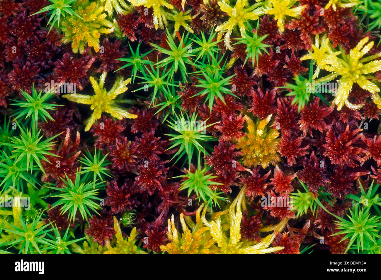 Colourful sphagnum moss (Sphagnum sp.) in peat bog in Scotland, UK