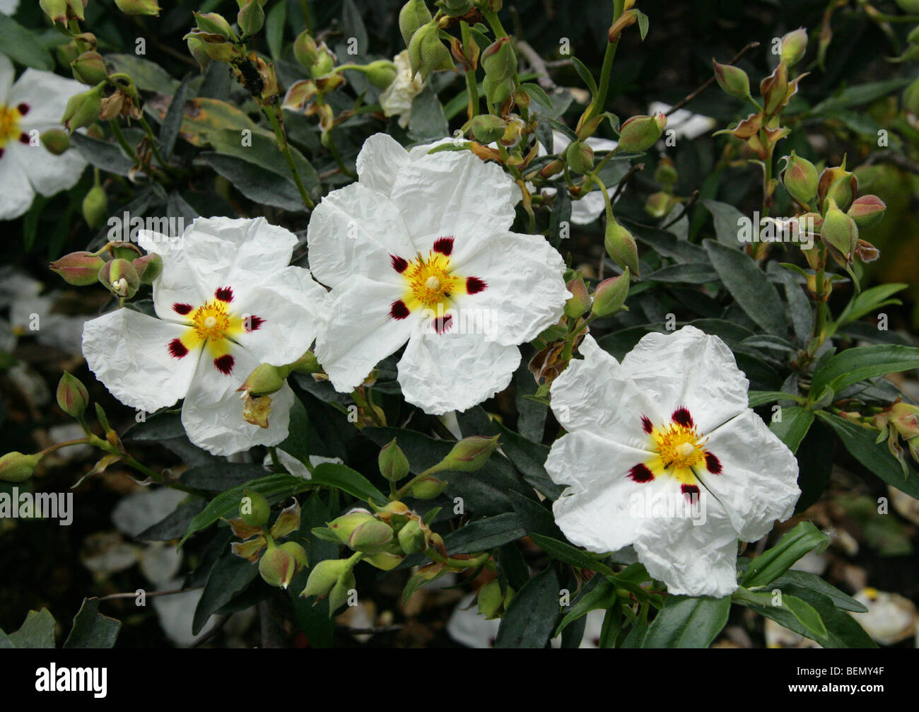 Brown-Eyed Rock Rose, Common Gum Cistus, Crimson Spot Rockrose, Labdanum or Laudanum, Cistus ladanifer, Cistaceae, South Europe Stock Photo