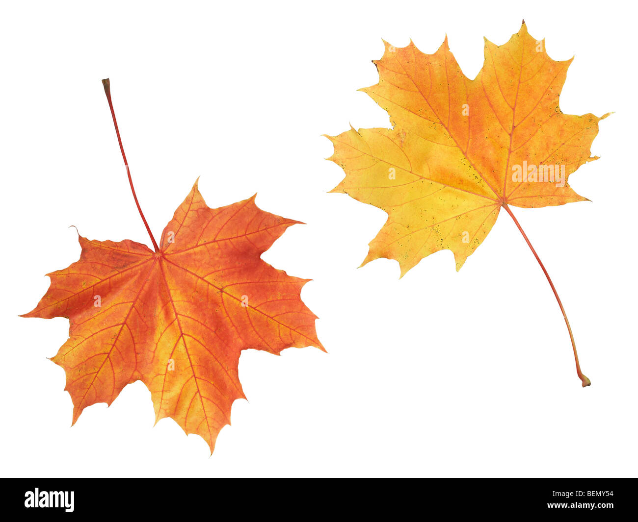 Maple colorful autumn leaves isolated on white background Stock Photo ...