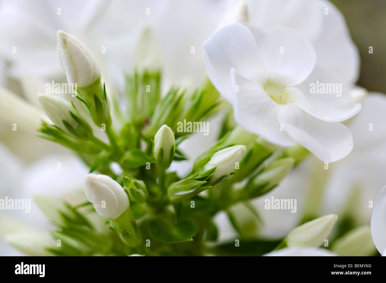 Close up of white phlox flowers and buds Stock Photo