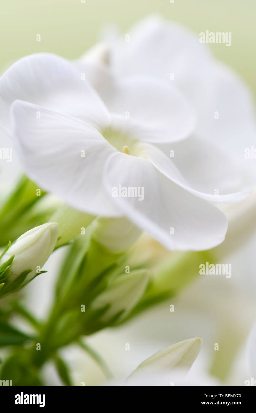 Close up of white phlox flowers with buds Stock Photo
