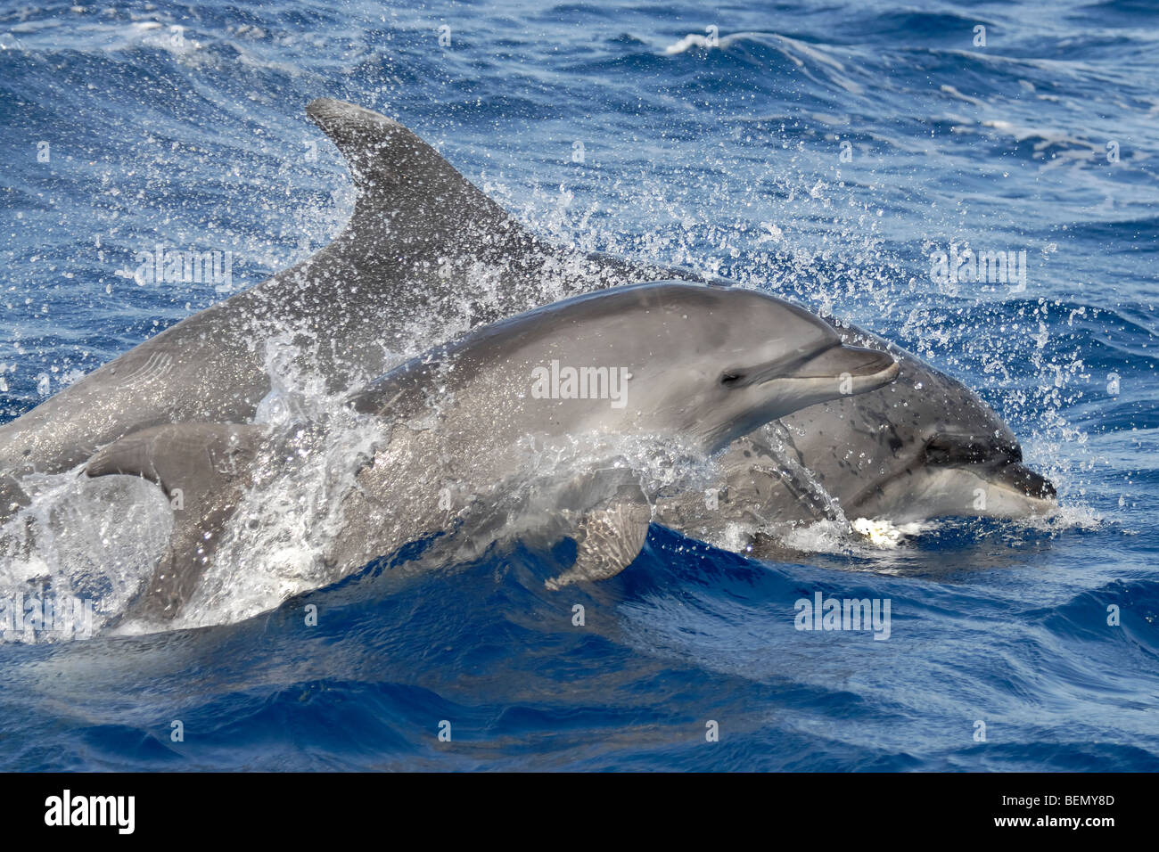 Cute Baby Bottlenose Dolphins