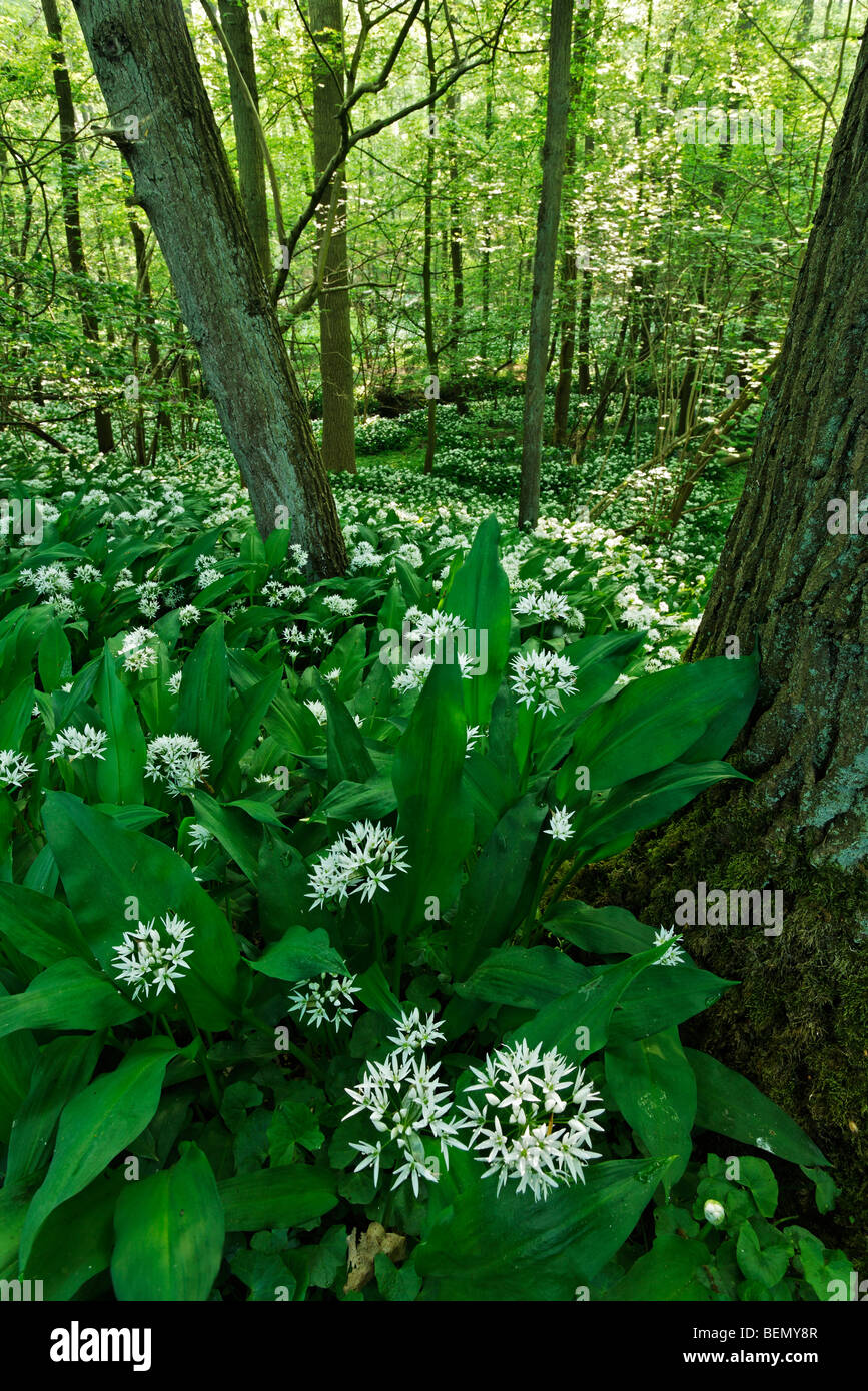 Wild Ransom's Wild garlic / Ransom (Allium ursinum) flowering in deciduous woodland ...