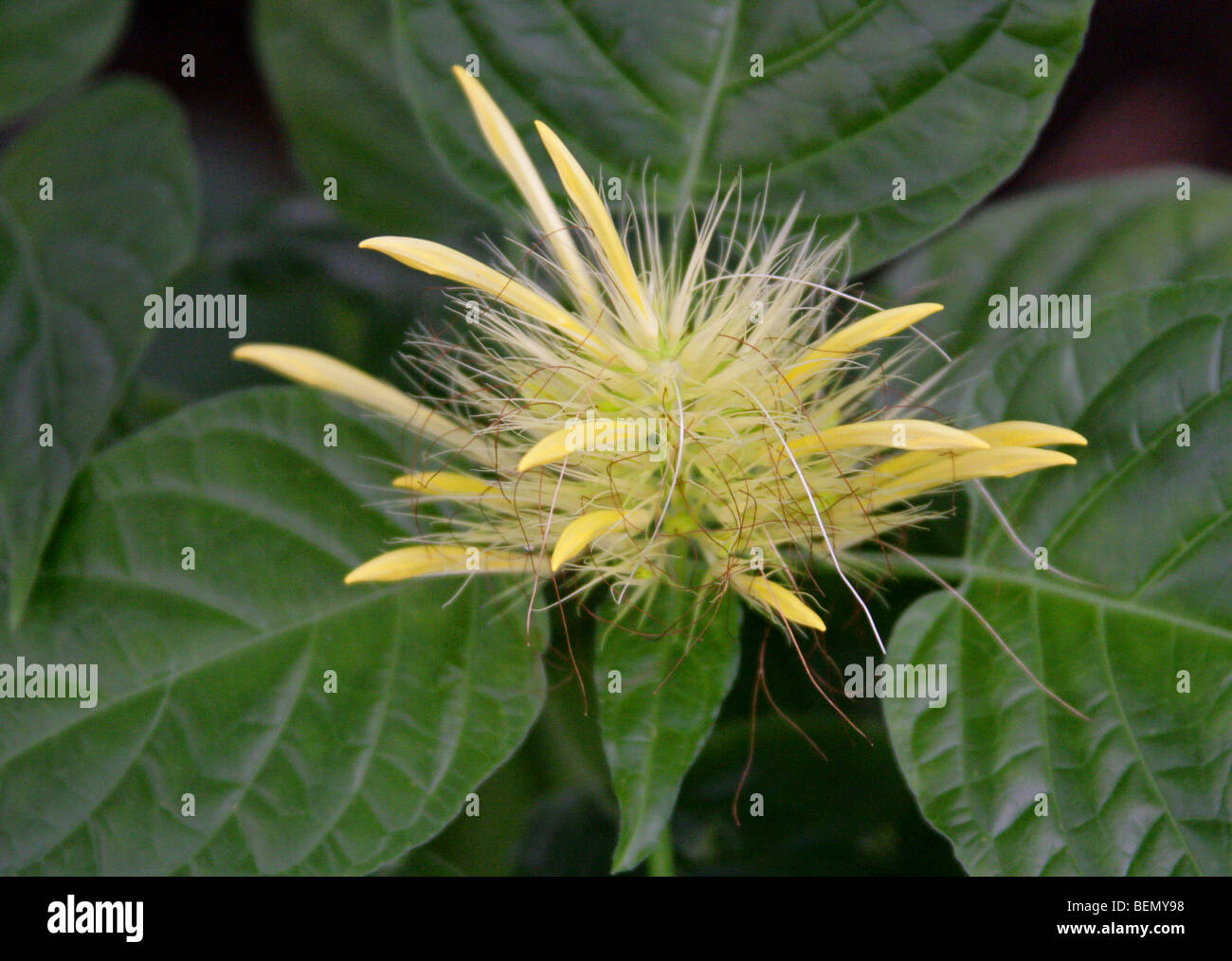 Golden Plume, Schaueria flavicoma, Acanthaceae, Mexico, USA, North America Stock Photo