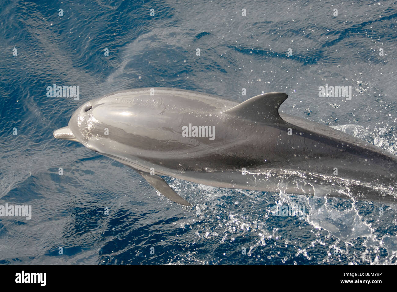 Striped Dolphin, Stenella coeruleoalba, porpoising, Maldives, Indian Ocean. Stock Photo