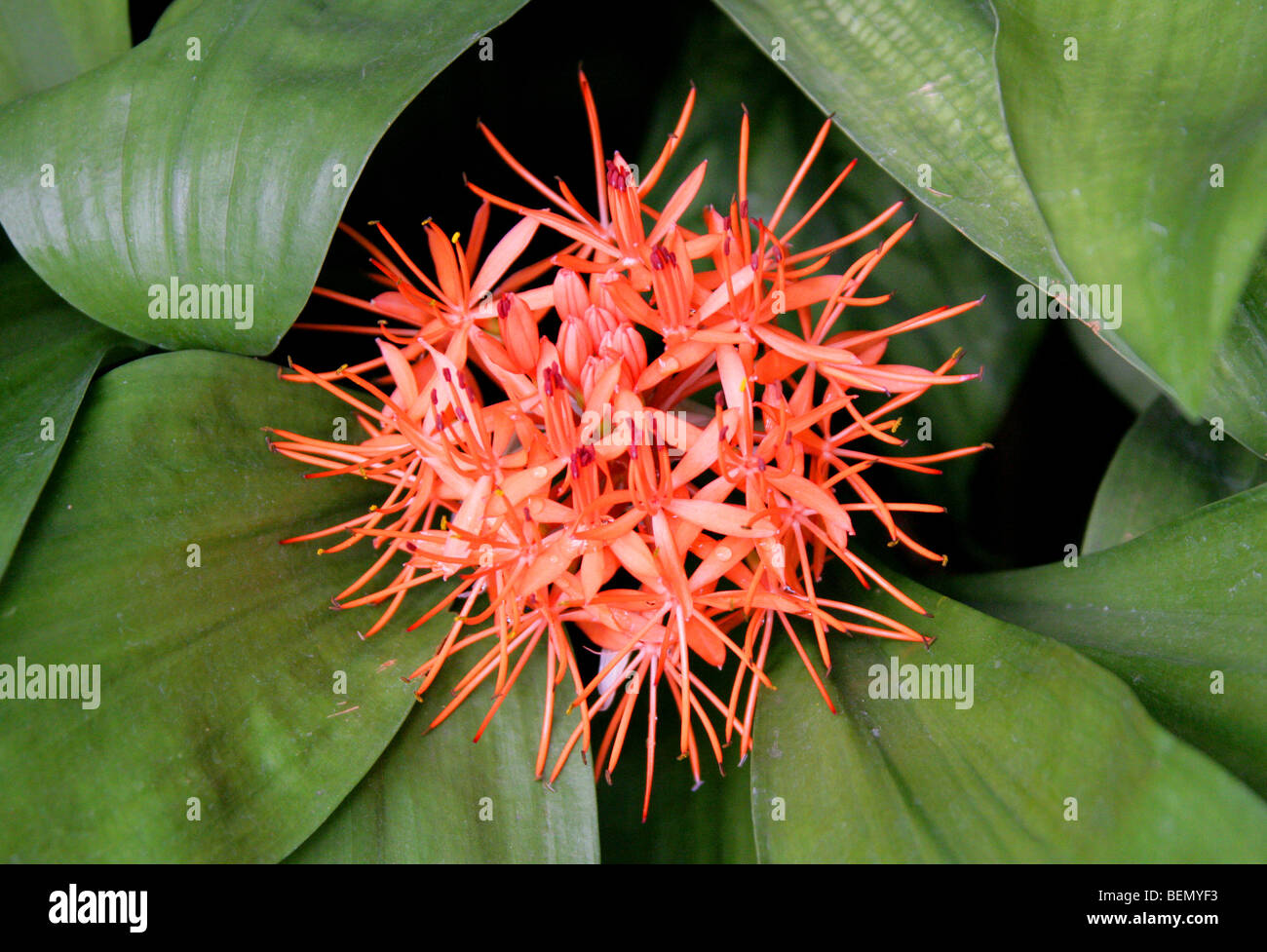 Blood Lily, Scadoxus cinnabarinus, Amaryllidaceae, Tropical West Africa Stock Photo
