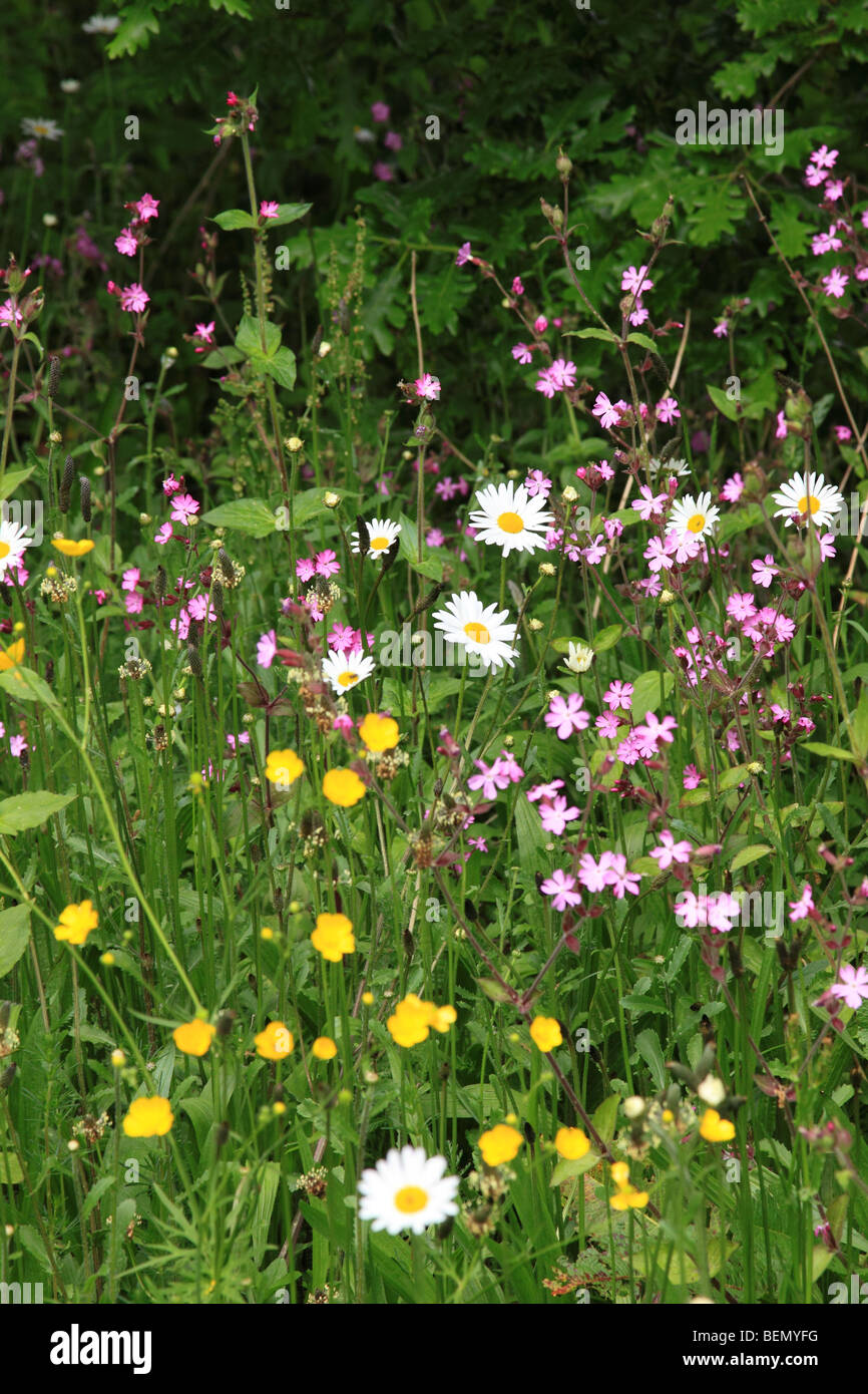Oxeye daisy, Buttercups and Red Campion in hedgerow, England, UK Stock Photo