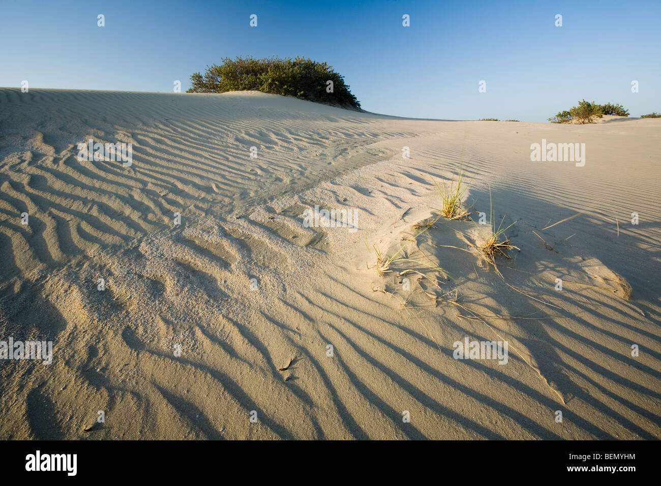 Sand ripples in the dunes of the nature reserve Westhoek, De Panne, Belgium Stock Photo
