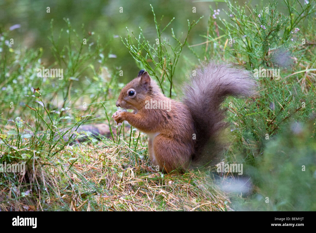 Red Squirrel Sciurus vulgaris alone in Scottish pine forest Stock Photo