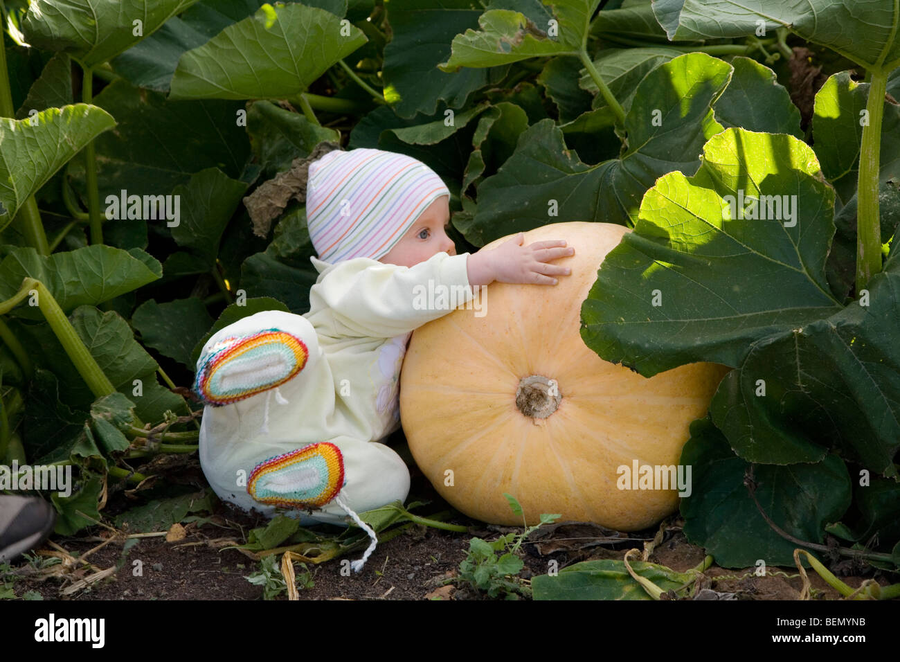 eight months old baby playing with a pumpkin in the field, falling over Stock Photo