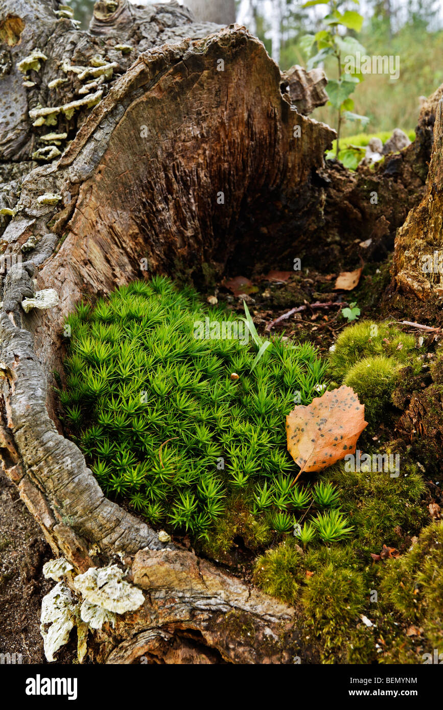 Rock Cap Moss