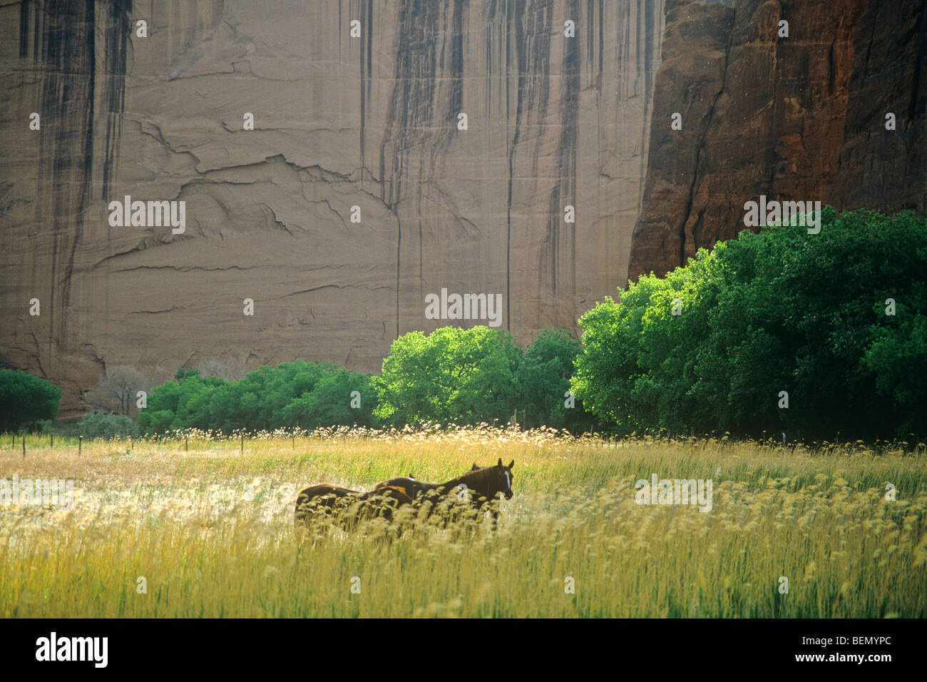 Navajo indian horse hi-res stock photography and images - Alamy