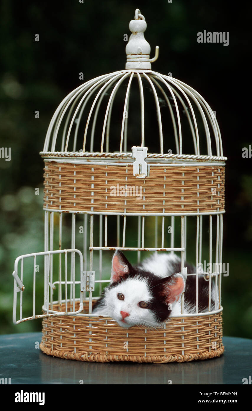 Cat in birdcage hires stock photography and images Alamy