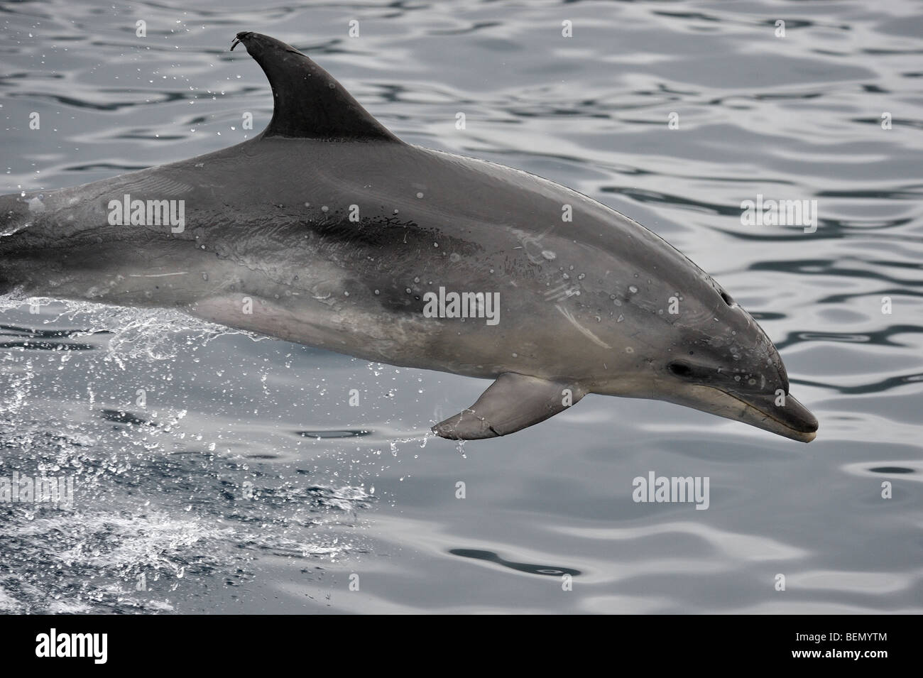Common Bottlenose Dolphin, Tursiops truncatus, porpoising. Azores, Atlantic Ocean. Stock Photo