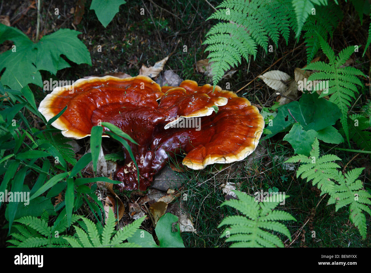 Ling Chih mushroom Ganoderma lucidum found in Michigan USA Reishi edible mushrooms nobody photos green nature is inspiration hi-res Stock Photo
