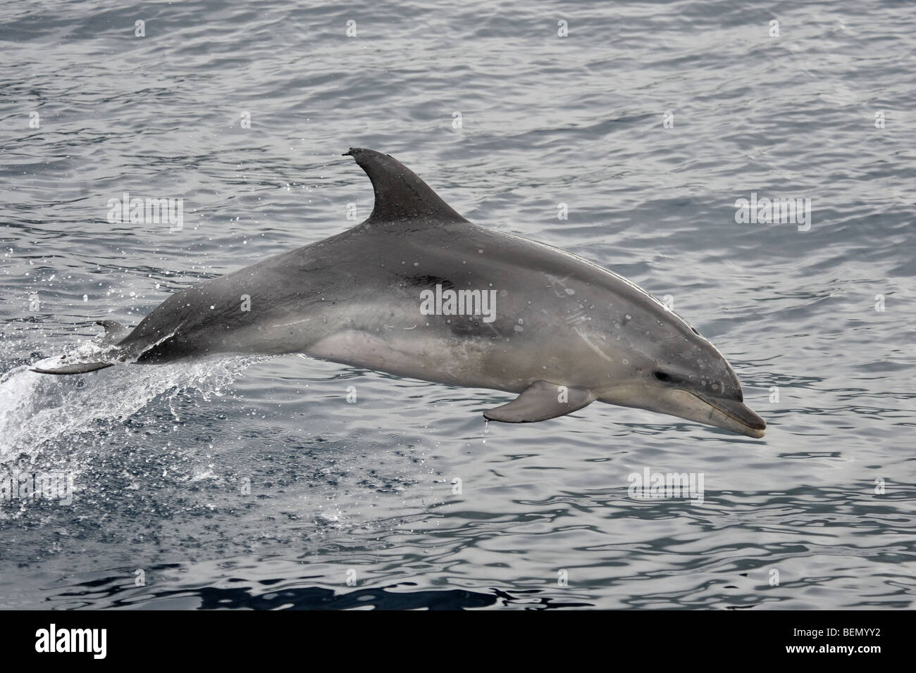 Common Bottlenose Dolphin, Tursiops truncatus, porpoising. Azores, Atlantic Ocean. Stock Photo