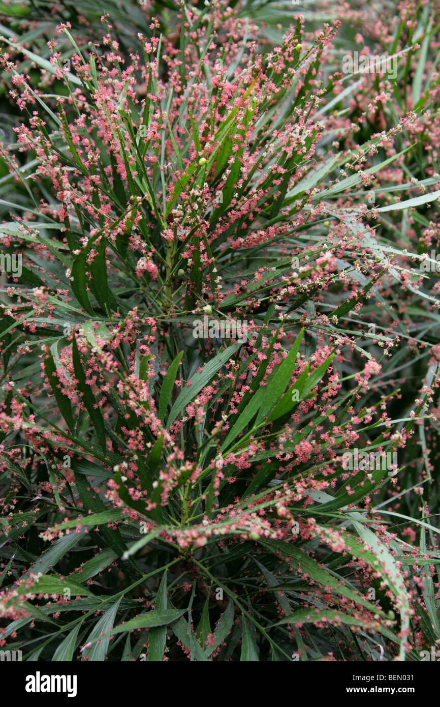 Foliage Flower or Swordbush, Phyllanthus angustifolius, Euphorbiaceae, West Indies, Carribbean Stock Photo