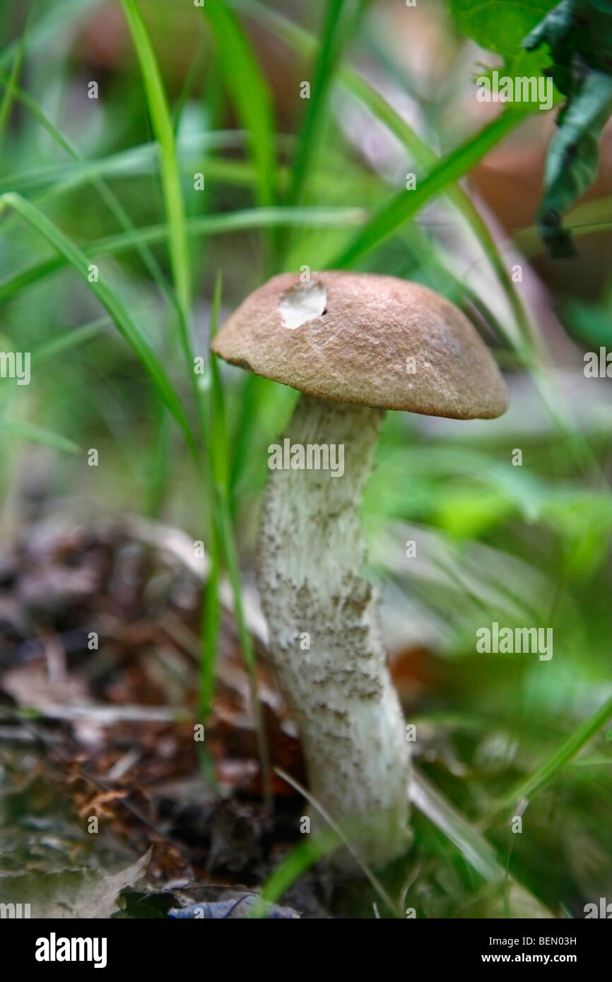 Michigan mushrooms wild hires stock photography and images Alamy