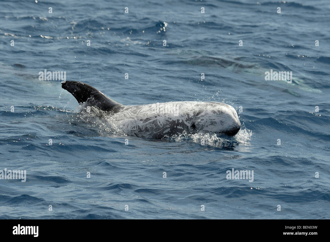 Risso's Dolphin, Grampus griseus, surfacing, Azores, Atlantic Ocean. Stock Photo