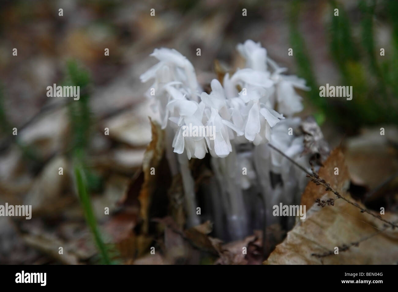 Indian Pipe Monotropa uniflora white wild flowers in forest floor in Michigan MI USA overhead from above top view blurred blurry background hi-res Stock Photo