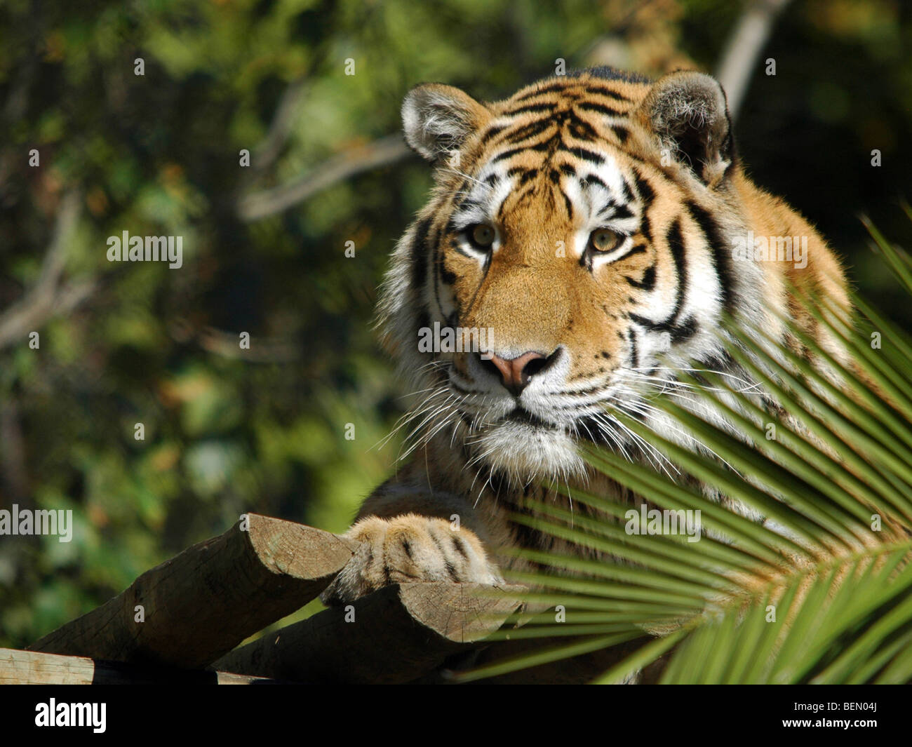 A tiger in a Zoo in Lisbon, Portugal. Stock Photo