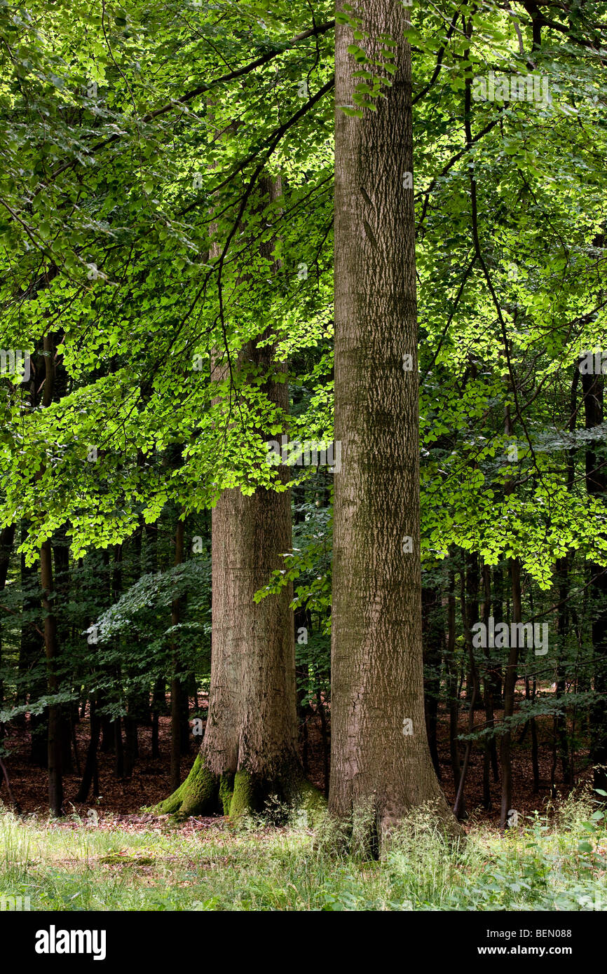 Beech forest (Fagus sylvatica), Belgium Stock Photo