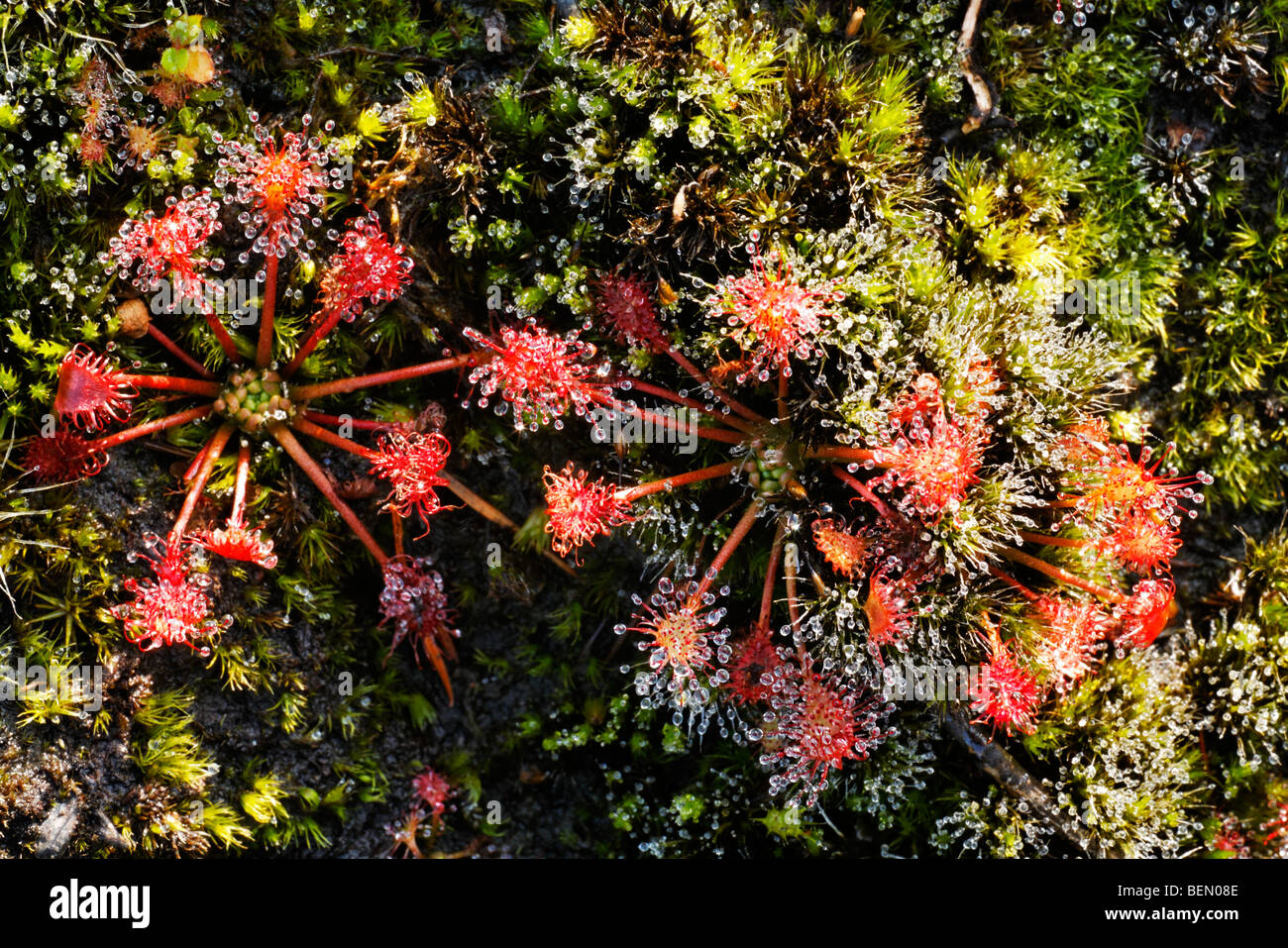 Common sundew / round-leaved sundew (Drosera rotundifolia) growing in bog Stock Photo