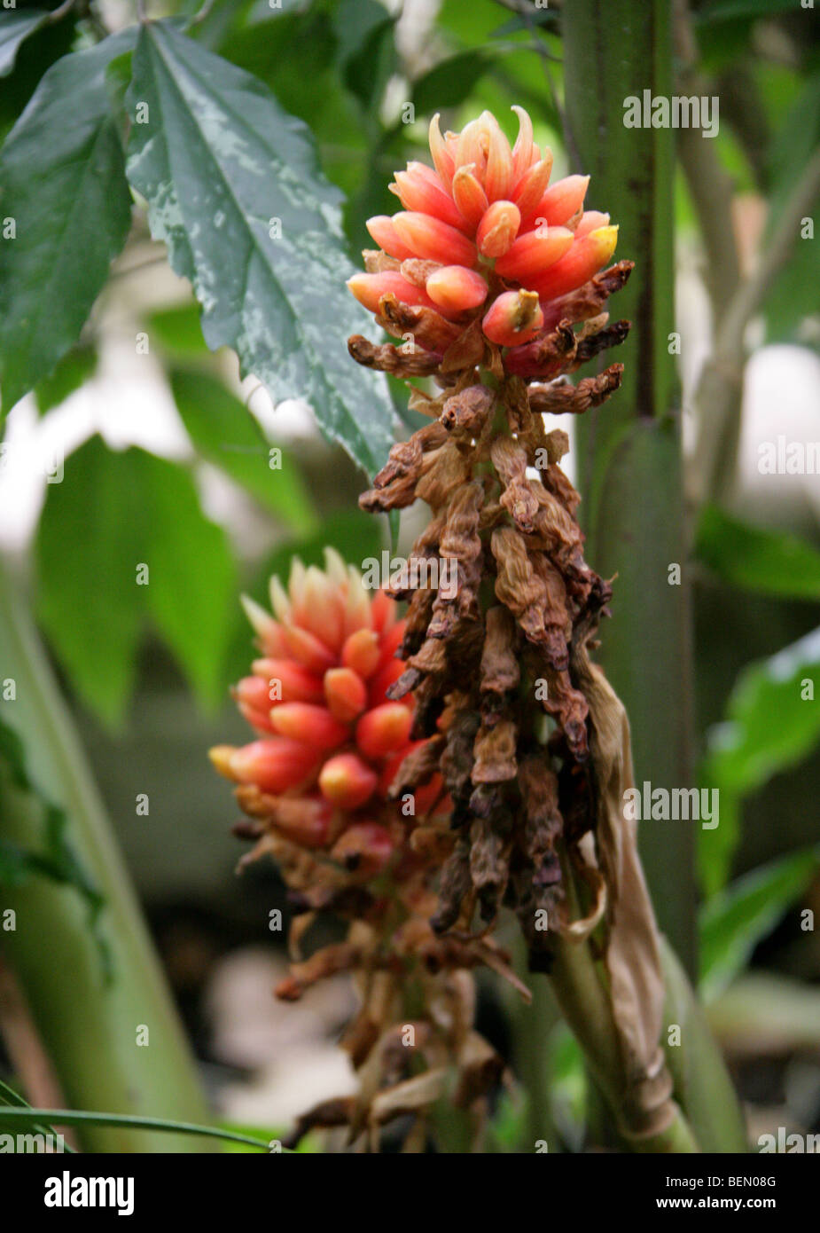Renealmia or Jenjibre-De-Jardin, Renealmia alpinia, Zingiberaceae, Puerto Rico, Central America. Stock Photo