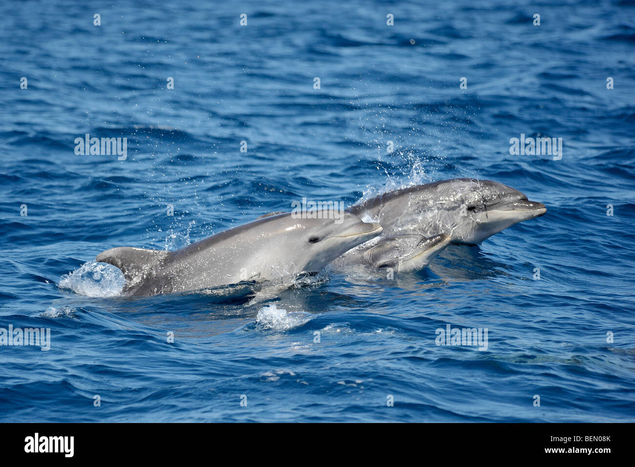 Common Bottlenose Dolphins, Tursiops truncatus, porpoising. Azores, Atlantic Ocean. Stock Photo