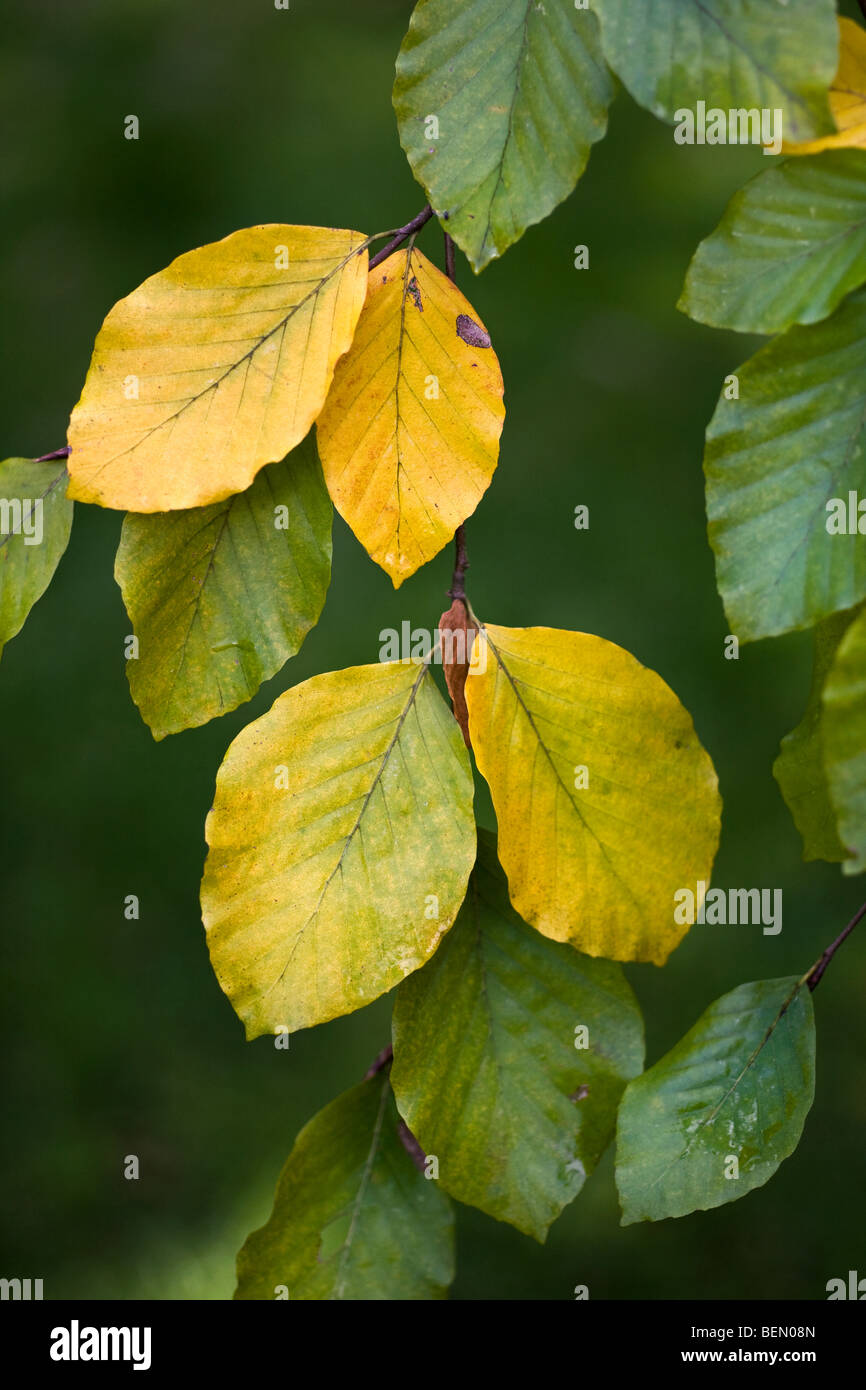 Beech leaves (Fagus sylvatica) turning colour in autumn, Belgium Stock Photo