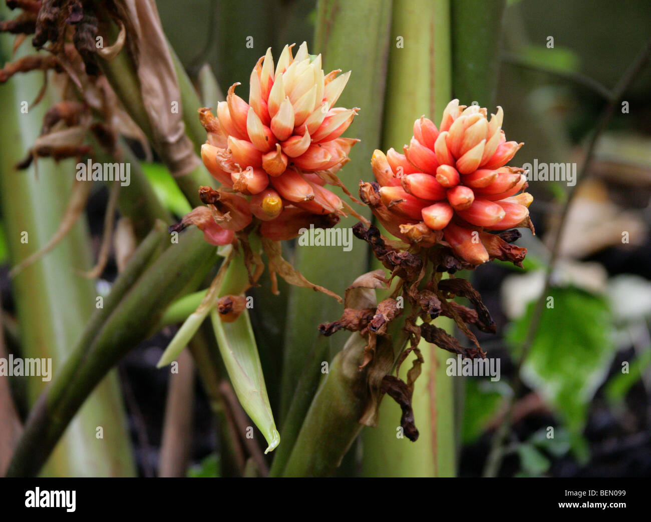 Renealmia or Jenjibre-De-Jardin, Renealmia alpinia, Zingiberaceae, Puerto Rico, Central America. Stock Photo