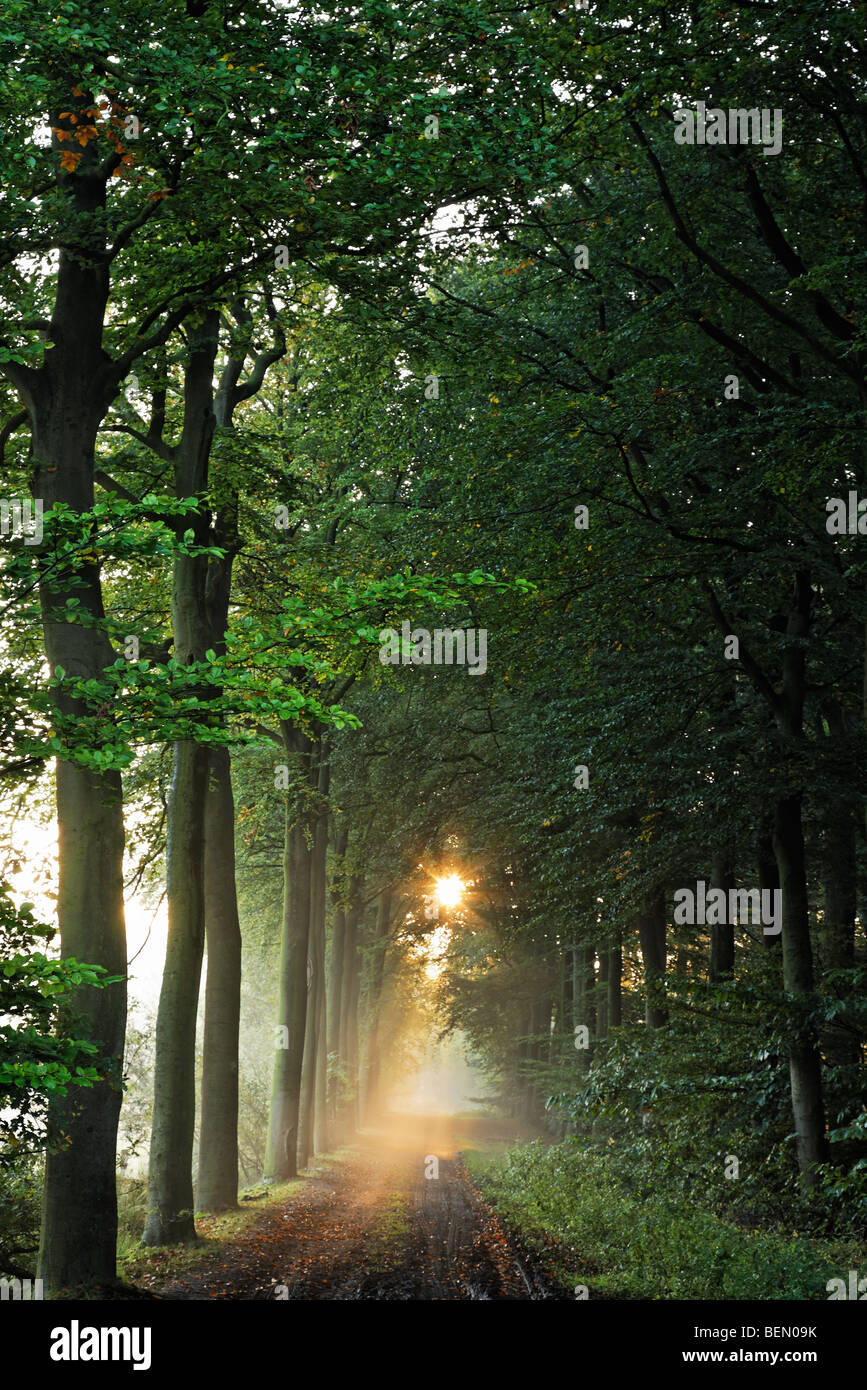Avenue of beech trees (Fagus sylvatica) in forest, Belgium Stock Photo