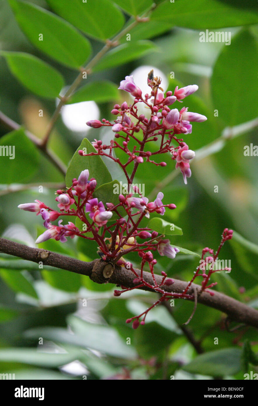 Flowers of the Carambola, Star Fruit or Starfruit Tree, Averrhoa carambola, Oxalidaceae (Averrhoaceae) Malaysia, Java, Indonesia Stock Photo