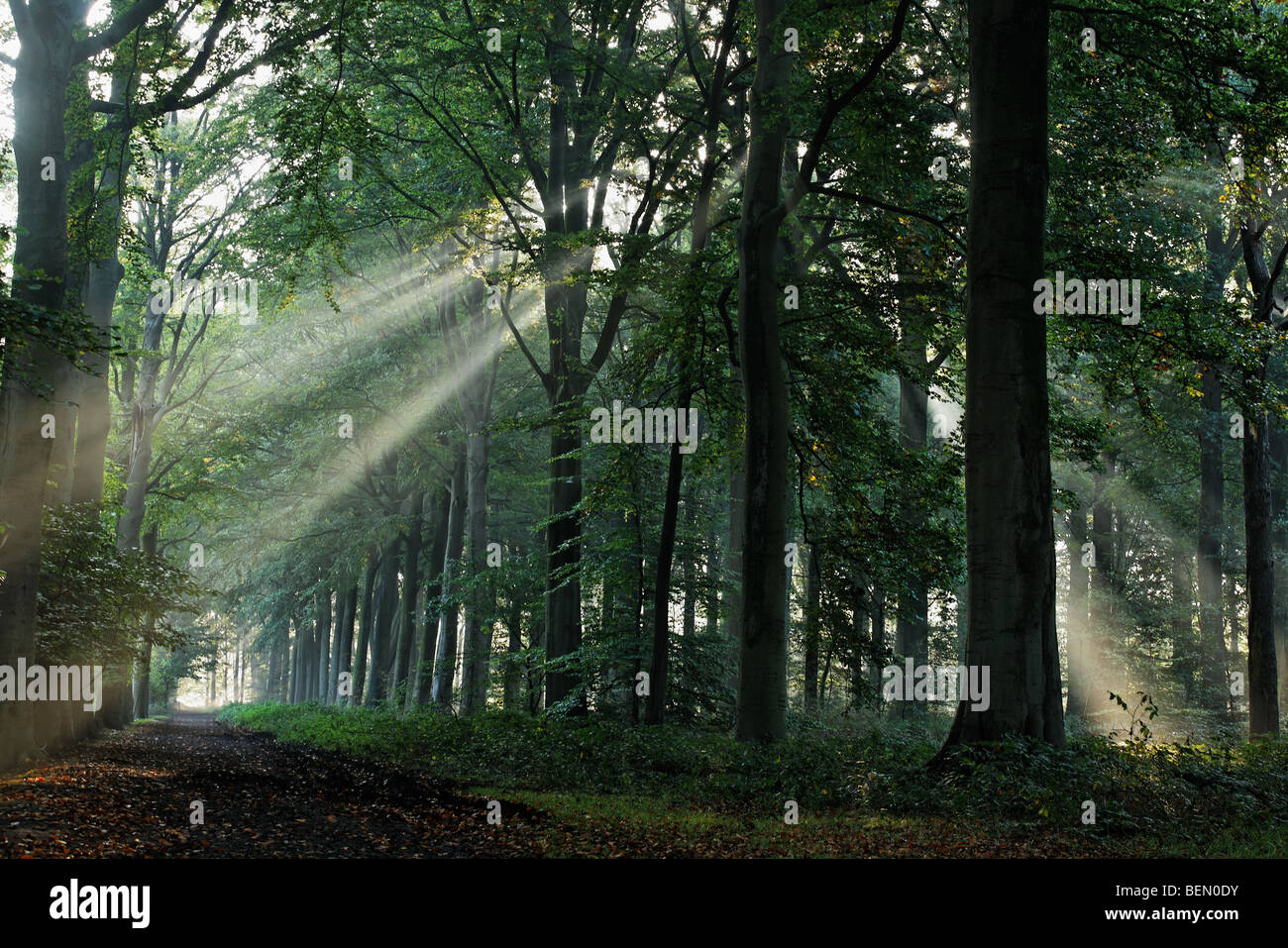 Avenue of beech trees (Fagus sylvatica) in forest, Belgium Stock Photo