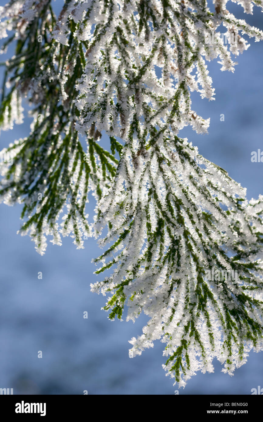 Conifer covered in frost in winter, Belgium Stock Photo
