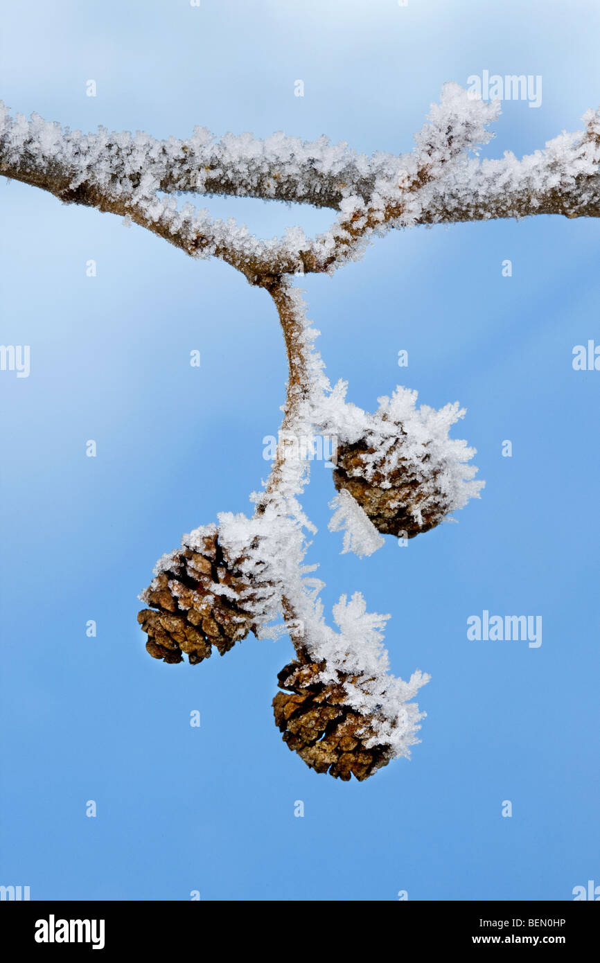 Female catkins of Alder (Alnus sp.) covered in frost in winter, Belgium Stock Photo