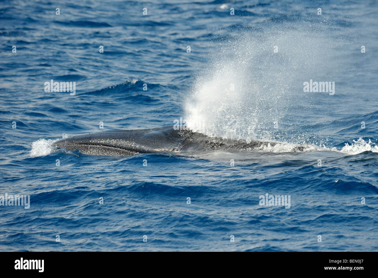 Sei Whale, Balaenoptera borealis, surfacing with gap between jaws visible, Azores, Atlantic Ocean. Stock Photo