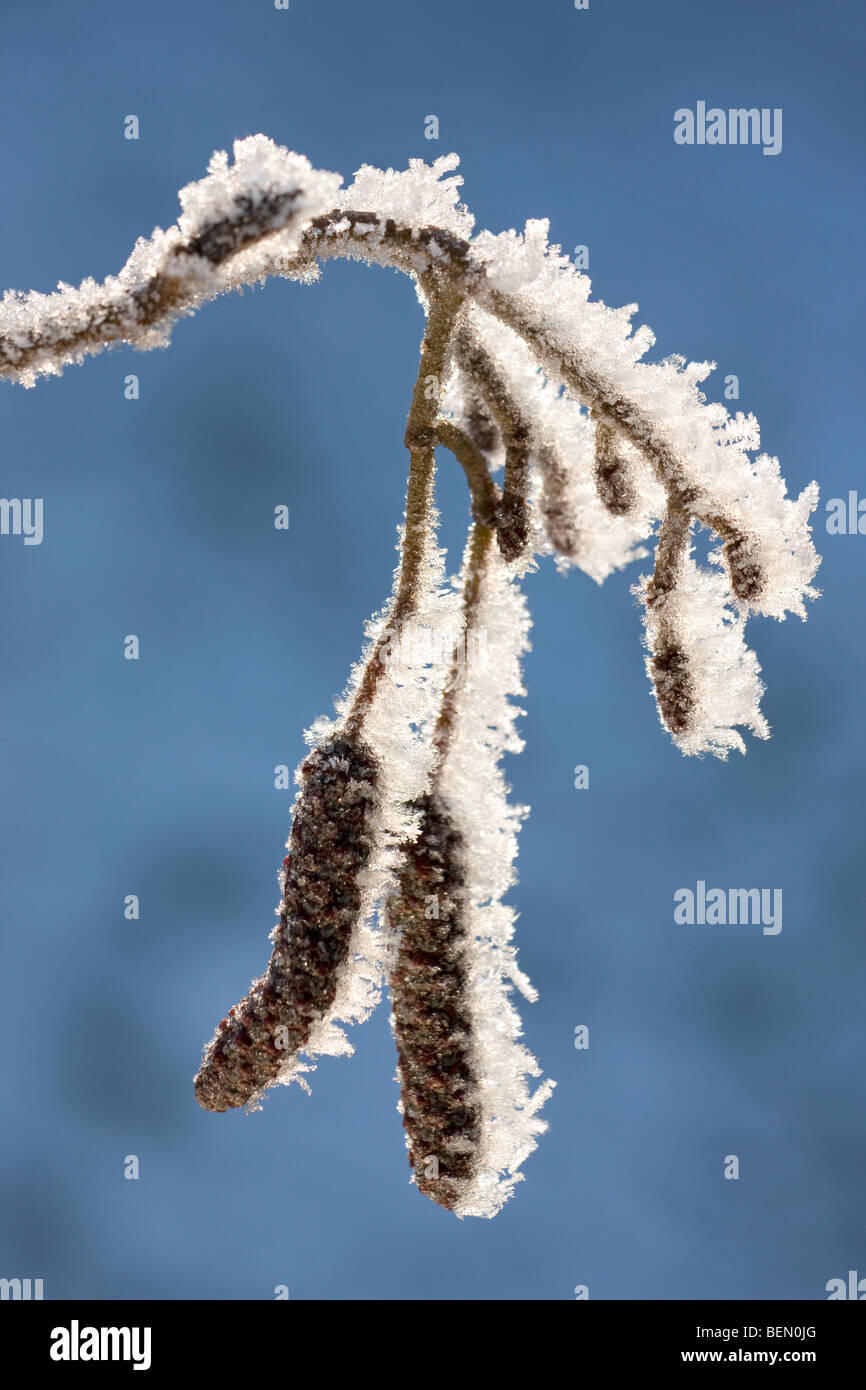 Male catkins of Alder (Alnus sp.) covered in frost in winter, Belgium Stock Photo