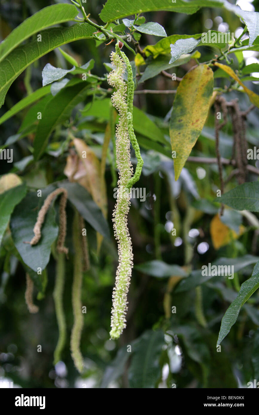 Whalebone Tree, Streblus brunonianus (Pseudomorus brunoniana) var. pendulina, Moraceae (Urticaceae), Norfolk Island, Australia. Stock Photo