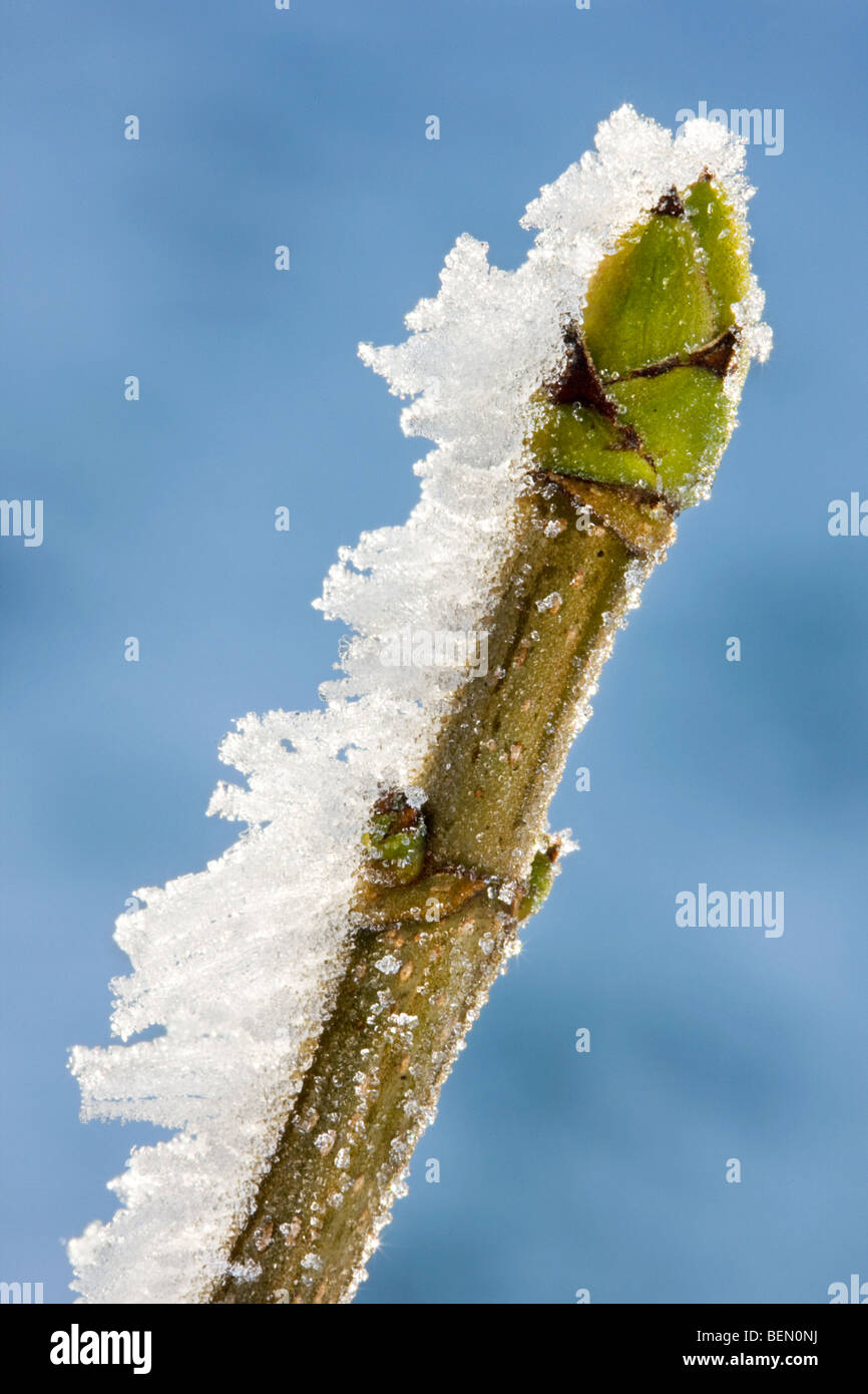Sycamore maple  (Acer pseudoplatanus) bud in winter covered in frost Stock Photo